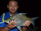 Java Barb