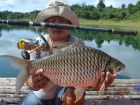 Java Barb