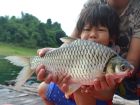 Java Barb