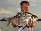 Java Barb