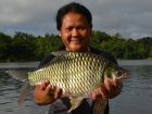 Java Barb