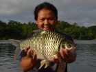 Java Barb
