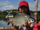 Java Barb