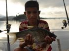 Java Barb