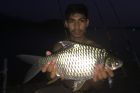 Java Barb