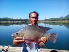 Tilapia