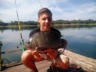Tilapia