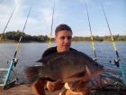 Tilapia