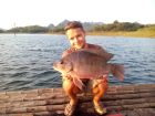 Tilapia