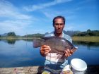 Tilapia