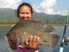 Tilapia