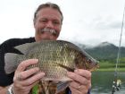 Tilapia