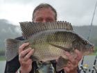 Tilapia