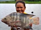 Tilapia