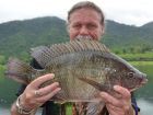 Tilapia
