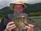 Tilapia