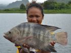 Tilapia