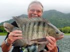 Tilapia