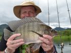 Tilapia