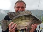 Tilapia