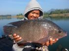 Tilapia