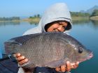 Tilapia
