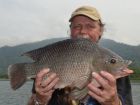 Tilapia