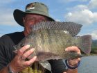 Tilapia