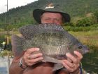 Tilapia