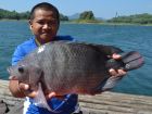 Tilapia