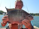 Tilapia
