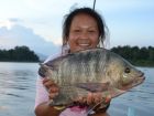 Tilapia