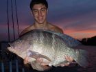 Tilapia