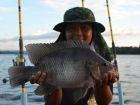 Tilapia