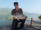 Tilapia