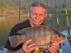 Tilapia