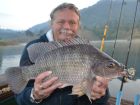 Tilapia