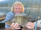 Tilapia