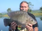 Tilapia