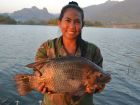 Tilapia