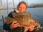 Tilapia