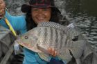 Tilapia
