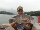 Tilapia