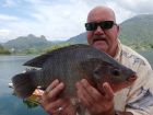 Tilapia