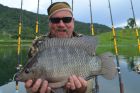 Tilapia