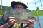 Tilapia