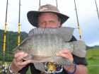 Tilapia