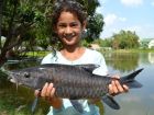 Thai Mahseer