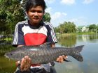 Thai Mahseer