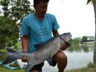 Thai Mahseer